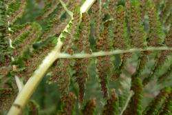 Athyrium filix-femina. Abaxial surface of fertile frond showing mature sori extending along the veins.
 Image: L.R. Perrie © Leon Perrie CC BY-NC 3.0 NZ